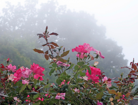 Carefree knockout roses on a foggy day in fall.  
