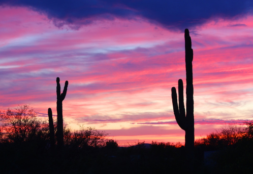 The saguaro cactus are black against a brilliantly colored sky at sunset. 
