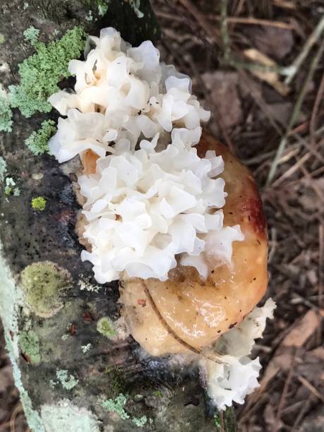istock Alabama White Tree Fungi 1222051563