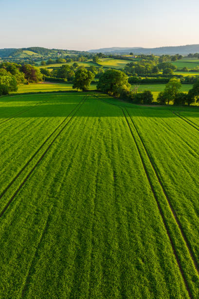 fotografia aérea sobre culturas verdes saudáveis em pitorescas terras agrícolas de pastagem - welsh culture wales field hedge - fotografias e filmes do acervo