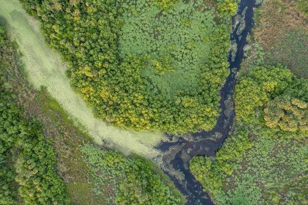istock Aerial View over Y-Shaped Florida Wetland Feature 1222052560