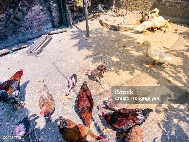Ayam Petelur Ayam Jantan Dan Bebek Mematuk Makanan Di Peternakan Unggas