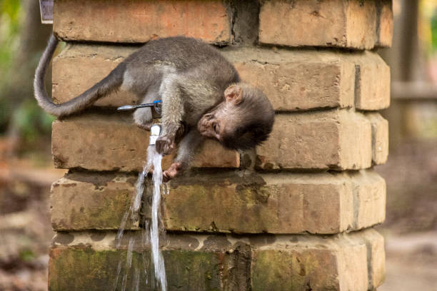 Even Baby Monkey washing his hands. Stay safe. Monkey Forest. Ubud, Bali. Indonesia.