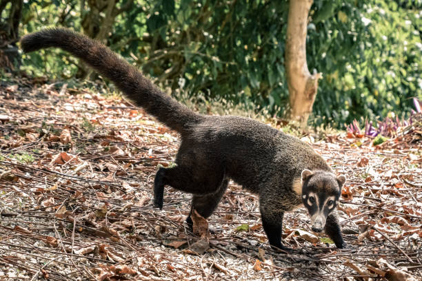 istock Coati in Costa Rica 1222053640