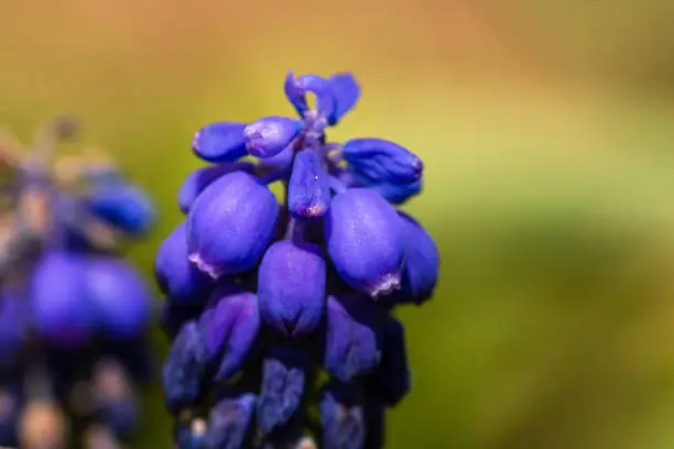 Close up of grape Hyacinth, Muscari botryoides isolated in a garden.