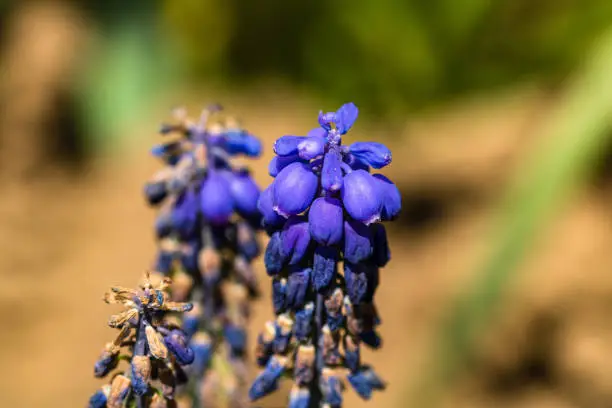 Close up of grape Hyacinth, Muscari botryoides isolated in a garden.