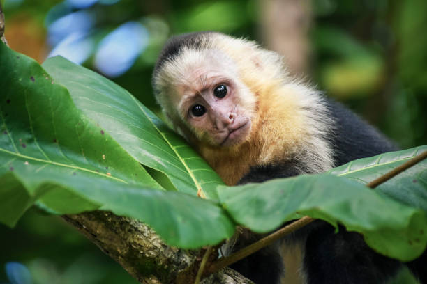 Monkey in Costa Rica White face Monkey in Costa Rica. capuchin monkey stock pictures, royalty-free photos & images