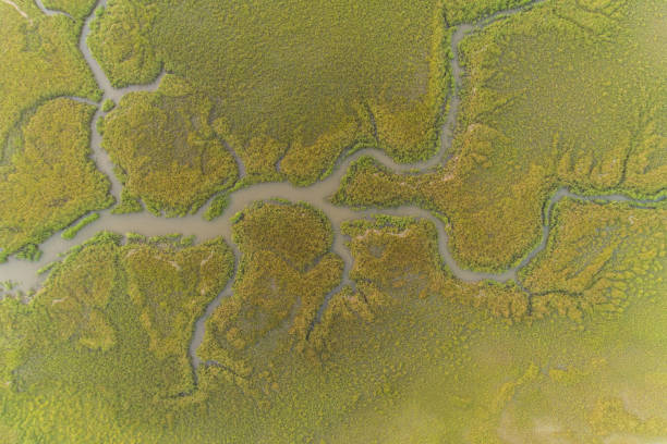 istock Drone Perspective Directly Above Coastal Georgia Marsh 1222053839