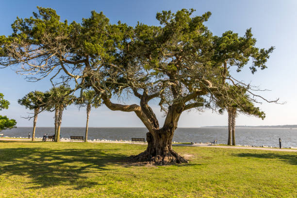 Gnarled Tree on Georgia Island This waterfront park on Georgia's Saint Simon's Island features live oaks, palm trees, a small beach and views south toward Jekyll Island. saint simons island photos stock pictures, royalty-free photos & images