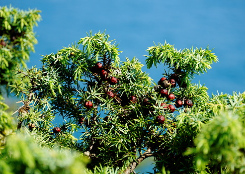 Top of the green brunches of Juniperus oxycedrus tree with fruits on it