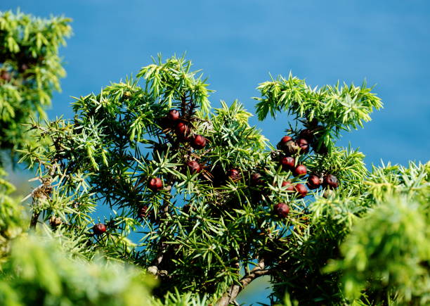 Top of the green brunches of Juniperus oxycedrus tree with fruits on it Top of the green brunches of Juniperus oxycedrus tree with fruits on it juniperus oxycedrus stock pictures, royalty-free photos & images