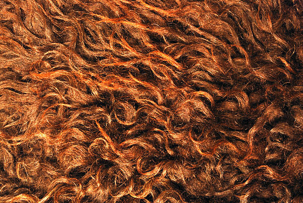 istock Fur of a ram 122205474