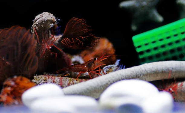 istock Mediterranean sea specimen of Peppermint Shrimp - Lysmata seticuadata 1222054755