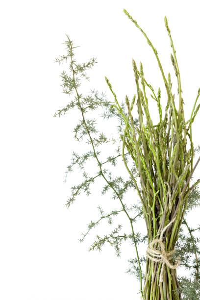 monte de plantas de aspargos selvagens frescos e folhas isoladas - 5087 - fotografias e filmes do acervo