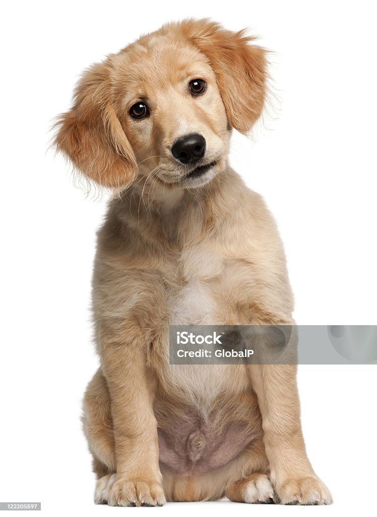 Croisé, douze semaines chiot vieux, assis, fond blanc. - Photo de Chien croisé libre de droits