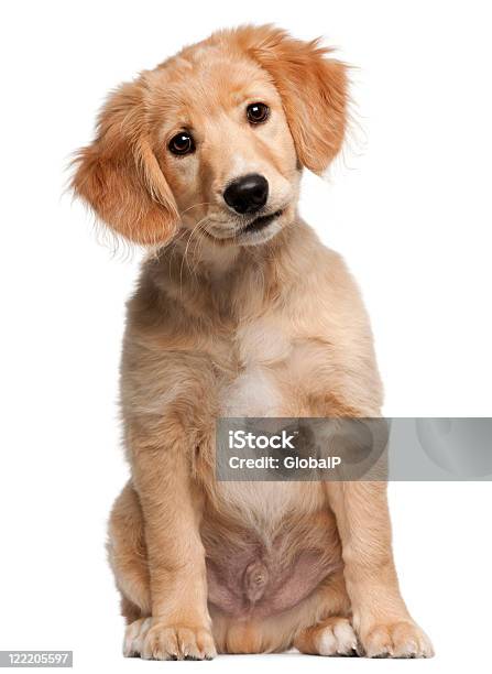 Нечистопородная Щенок 12 Недель Сидя Белом Фоне — стоковые фотографии и другие картинки Нечистопородная собака