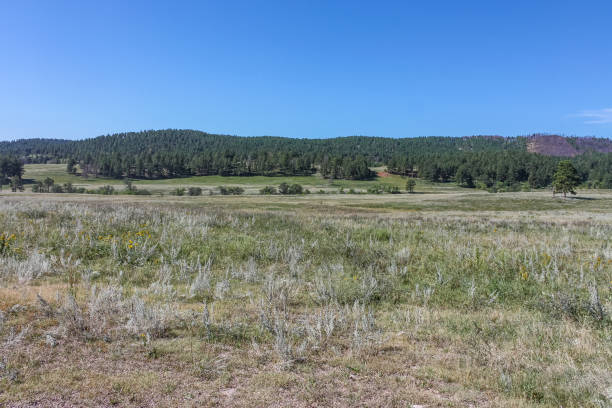 istock Plain and Forest in Rural South Dakota 1222056011