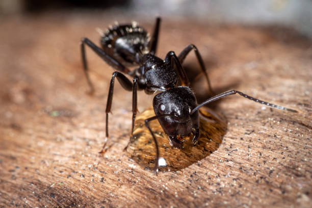 camponotus vagus picia - anthill macro ant food zdjęcia i obrazy z banku zdjęć