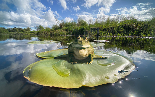 idyllic Irish river scene with frog and damselfly