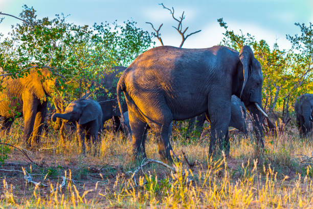 istock The herd of savannah elephants 1222057634