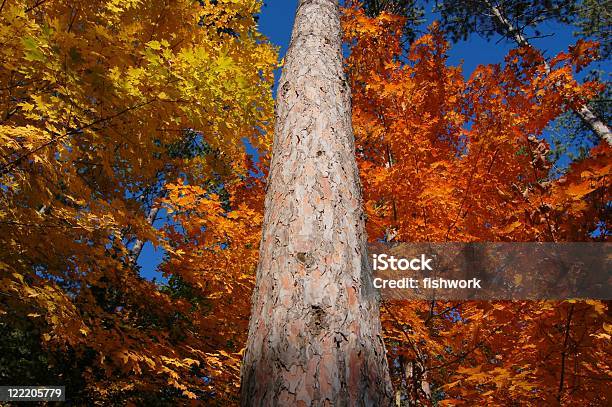 Autumn Stock Photo - Download Image Now - Autumn, Color Image, Day