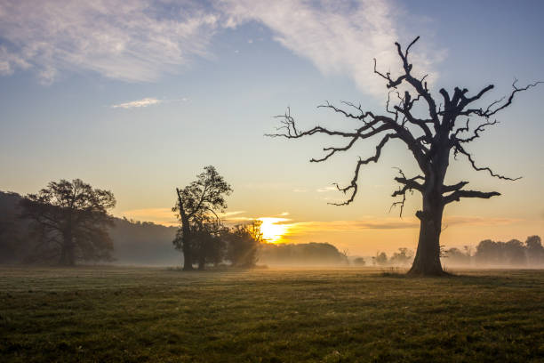 istock lonely oak on the field 1222057810