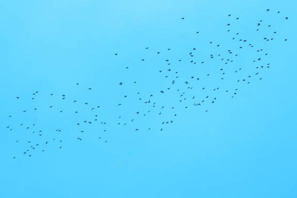 photo depicting flock of wild birds against sky