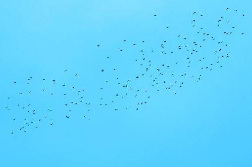 photo depicting flock of wild birds against sky