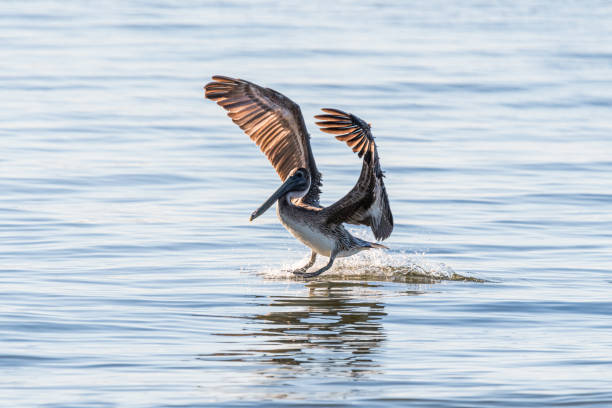 istock Pelican Landing in the Water After Flight 1222058912
