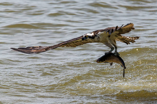 Osprey in Taking Off for Flight with a Fish in its Talons