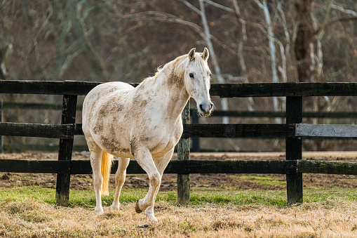 A white horse walking in a fenced in field in Kentucky.