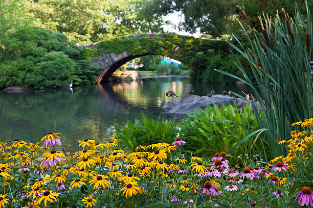 gapstow puente de la ciudad de nueva york - central park puente de madera fotografías e imágenes de stock
