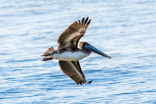 a pelican flying by - pelican landing imagens e fotografias de stock