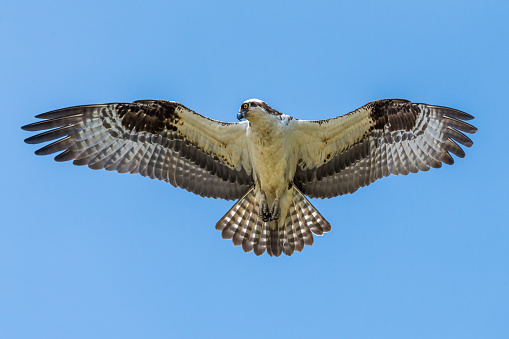 An osprey flying overhead in a clear blue sky near the James River near Newport News, Virginia.