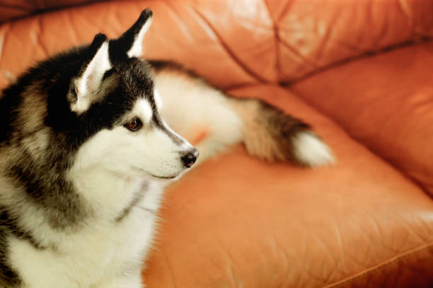 istock Siberian husky watching over the owner. 1222059393