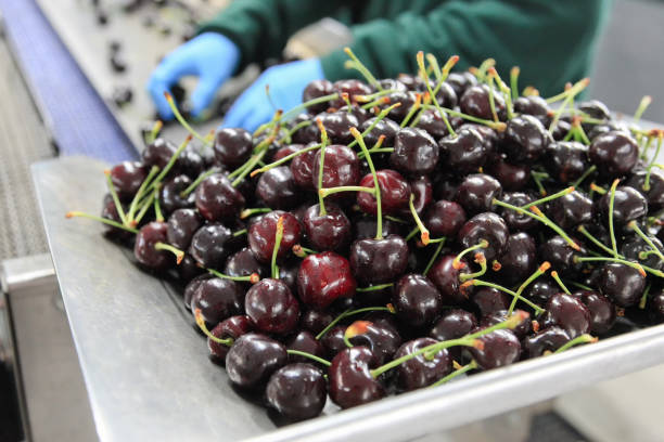 istock Red ripe cherries in a fruit packing warehouse 1222059630