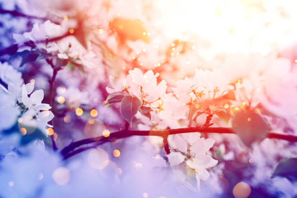 Beautiful apple blossom. Sunset sunlight. Spring background with soft focus.