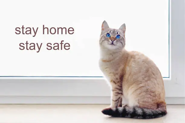 Stay at home social media campaign for coronavirus prevention. Concept with  portrait of ginger  cat in  window.