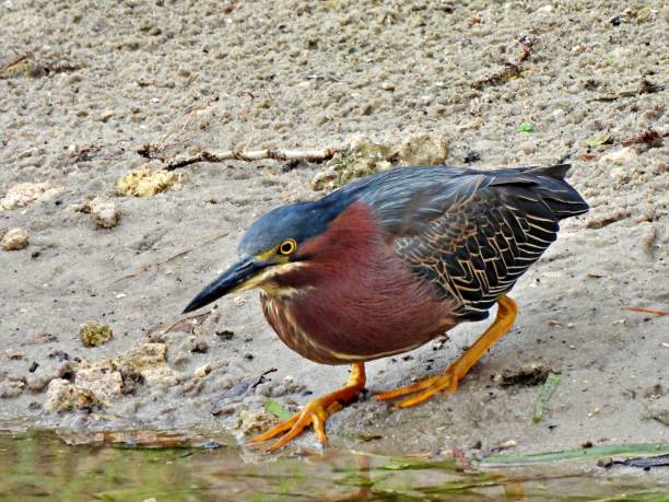 istock Green Heron (Butorides virescens) foraging at water's edge 1222062050