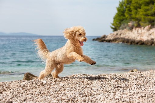 A happy dog running and jumping joyfully on the beach on a sunny summer day, Bol, Island Brac, Croatia