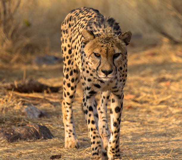 istock Cheetah in the African Bush and Game Reserves 1222062482