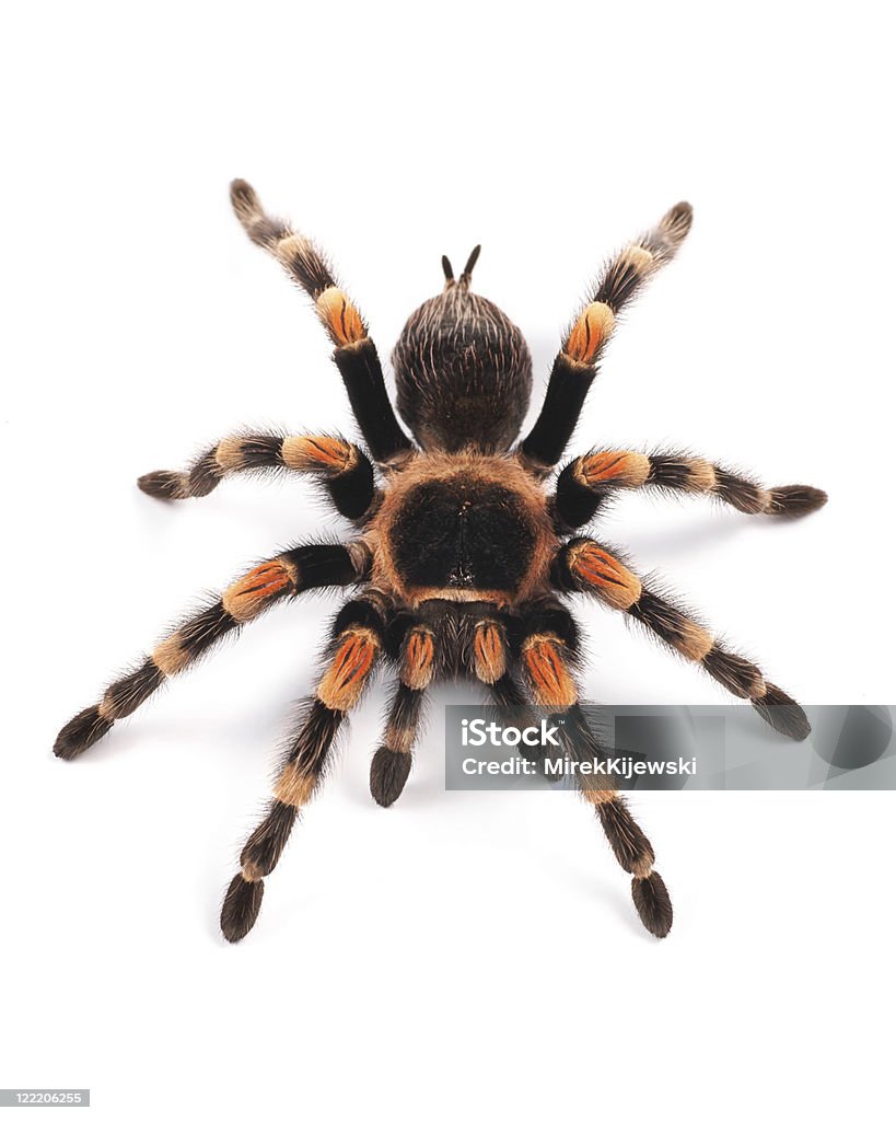Mexican redknee tarantula (Brachypelma smithi), spider female Mexican redknee tarantula (Brachypelma smithi), female Spider Stock Photo