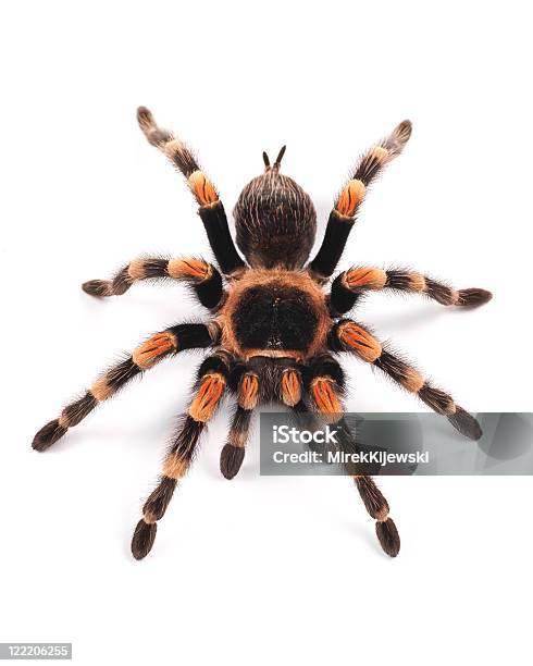 Mexican Redknee Tarantula Spider Female Stock Photo - Download Image Now