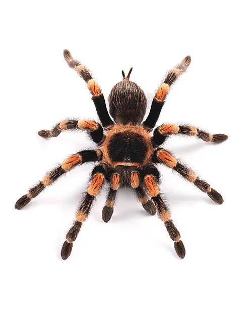 Photo of Mexican redknee tarantula (Brachypelma smithi), spider female