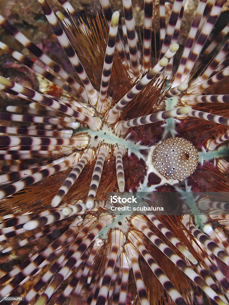 Riccio di mare a bande (Echinothrix calamaris - Foto stock royalty-free di Ambientazione esterna