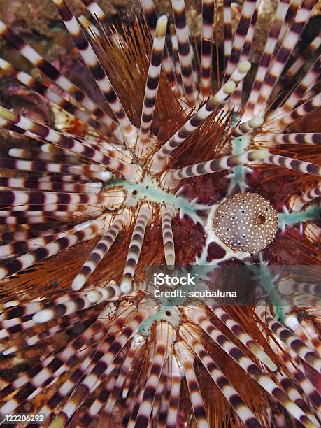 Banded Morski Czesak Echinothrix Calamaris - zdjęcia stockowe i więcej obrazów Azja - Azja, Azja Południowo-Wschodnia, Bez ludzi