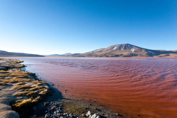 istock Laguna Colorada view, Bolivia 1222063345