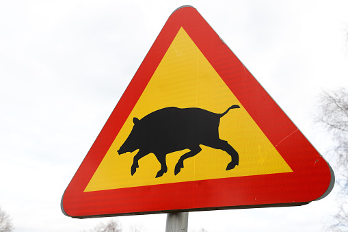 Close up of a Swedish wild boar warning road sign.