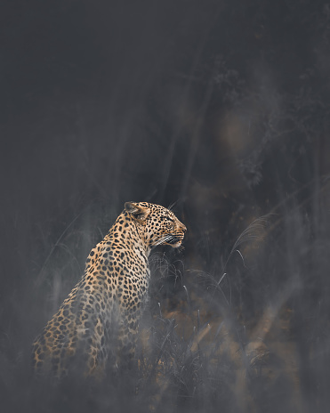 artistic edit of a leopard hiding in grass on safari
