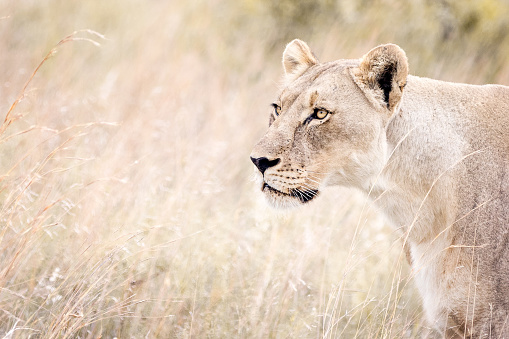 lion staring intently at a target while on safari